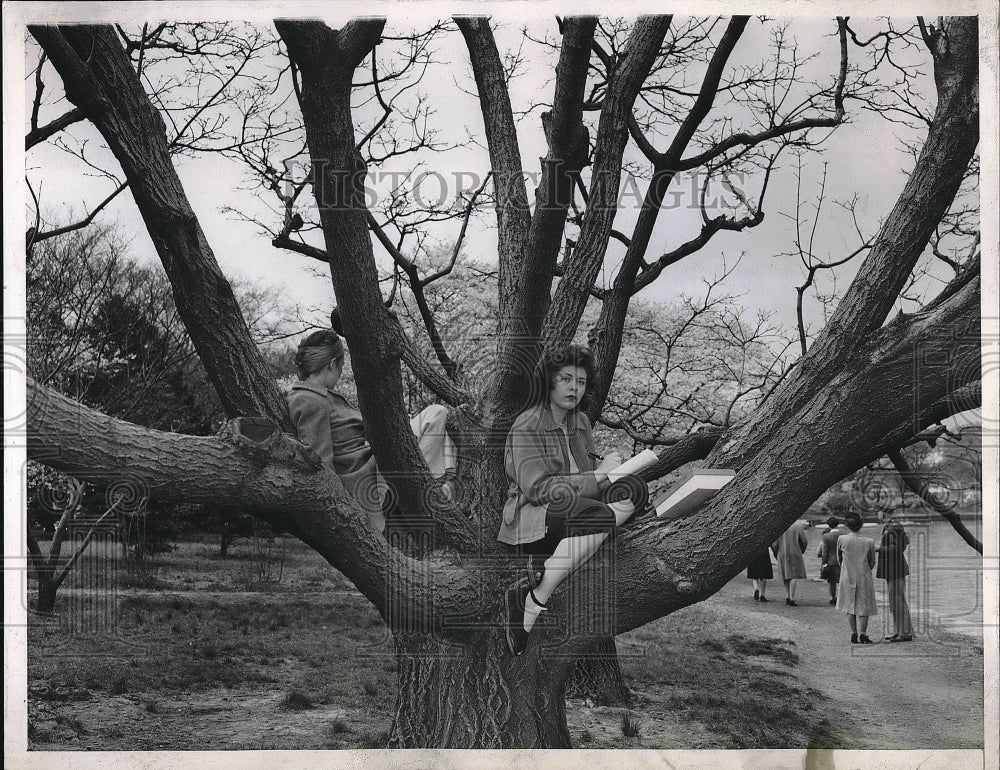1944 Girls Sitting On Cherry Trees Along Tidal Basin In Washington - Historic Images