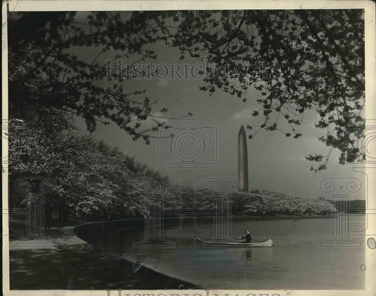 1930 Japanese Cherry Trees During Spring In Washington D.C. - Historic Images