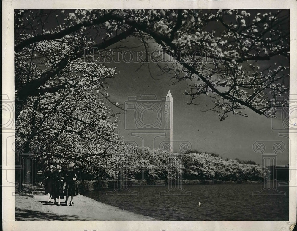 1941 Blossoming Cherry Trees At Nation&#39;s Capitol In Washington D.C. - Historic Images