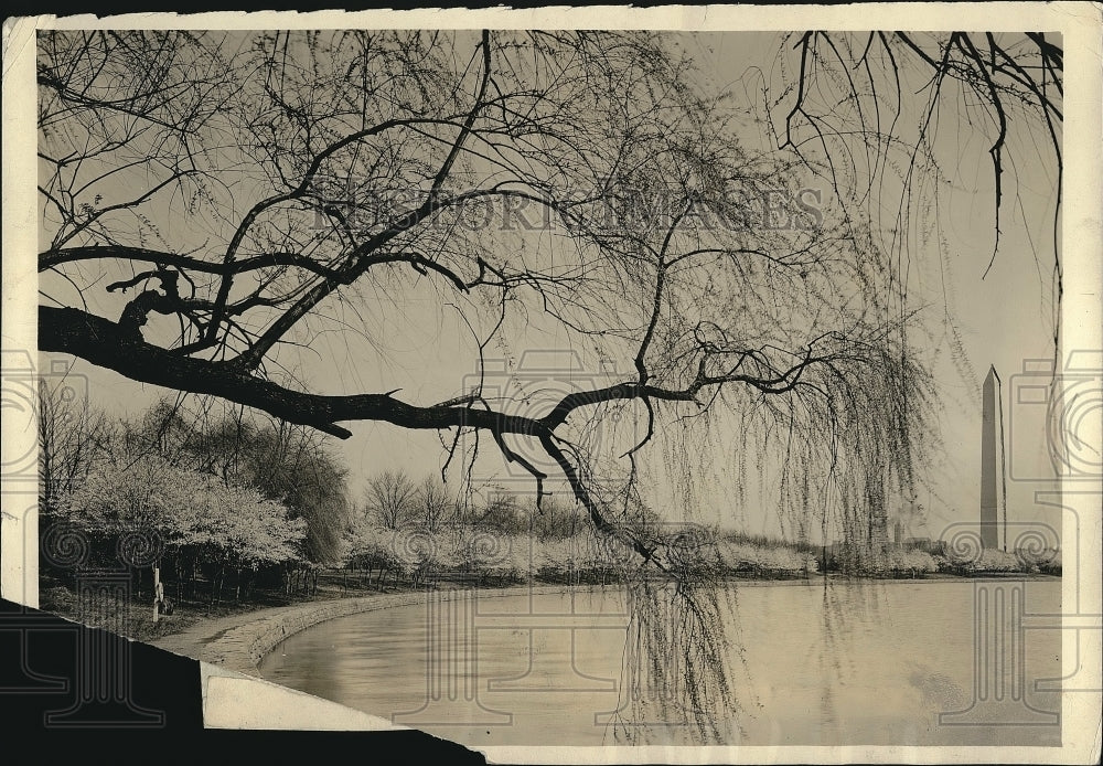 1929 Japanese Cherry Trees In Washington D.C. Along The Water Bank - Historic Images