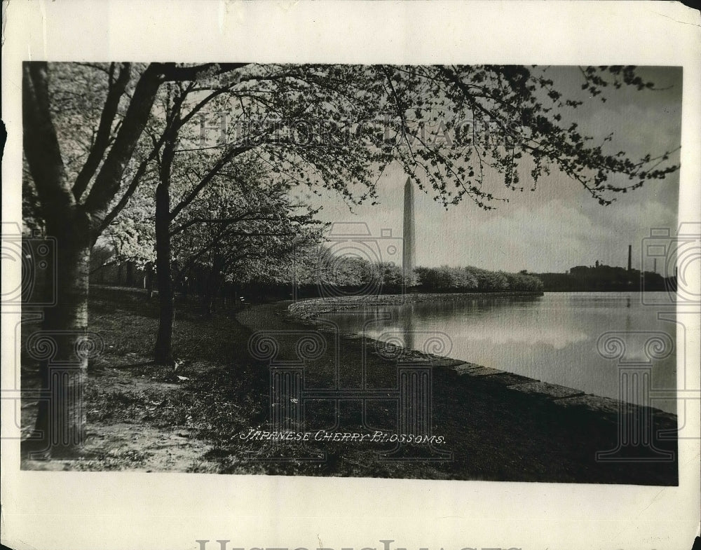 1926 Japanese Cherry Blossoms In Washington D.C. During Spring - Historic Images