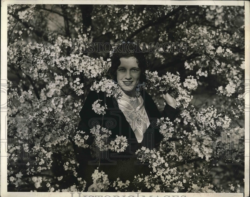 1931 Miss Hazel Dow Admires Japanese Cherry Blossoms In Washington - Historic Images
