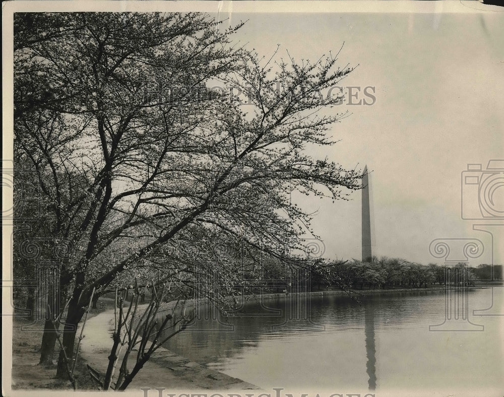 1929 Japanese cherry blossoms along the Potomac River  - Historic Images