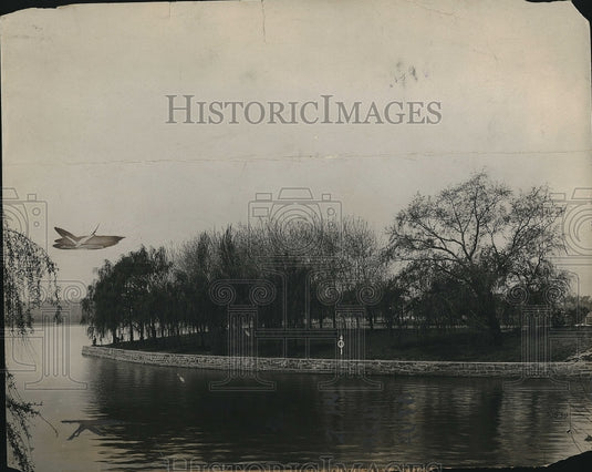 1979 Weeping willow's on the Potomac River  - Historic Images