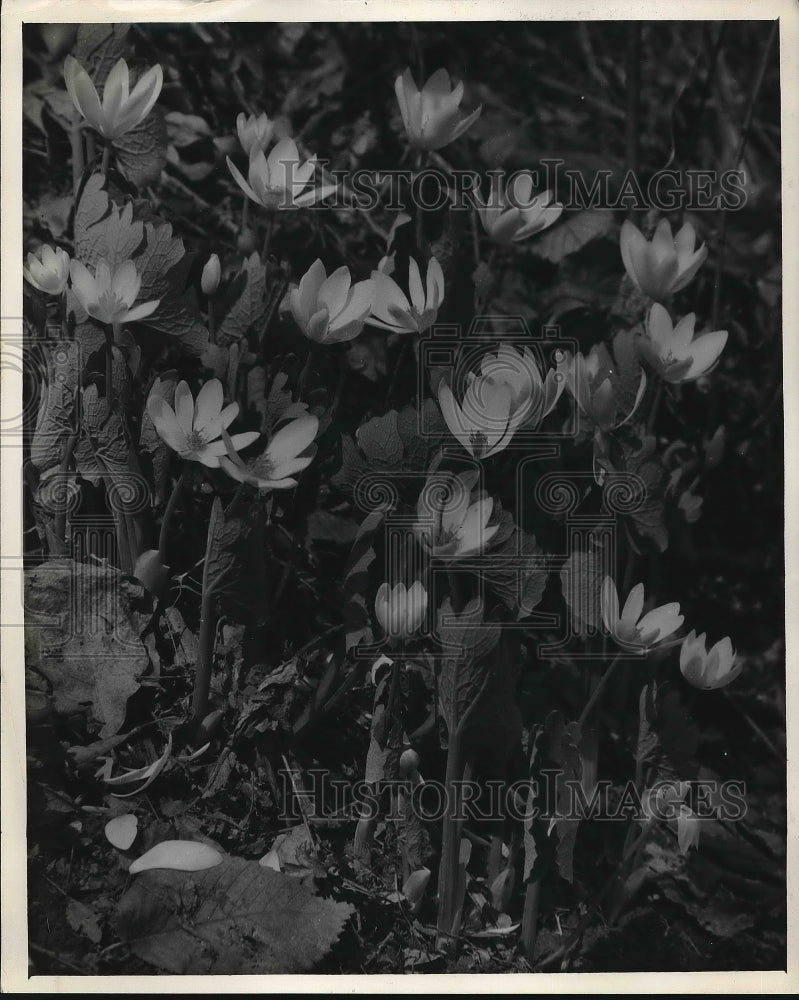 1944 Bloodroot flowers in bloom  - Historic Images