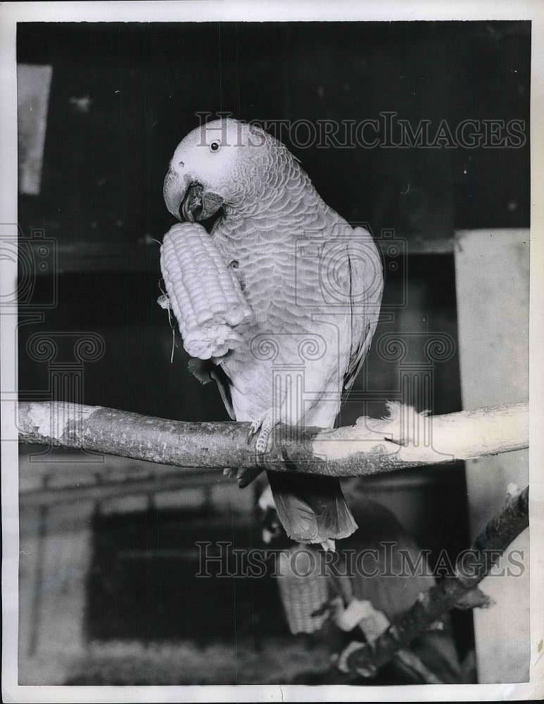 1957 Parrot eating corn on the cob  - Historic Images