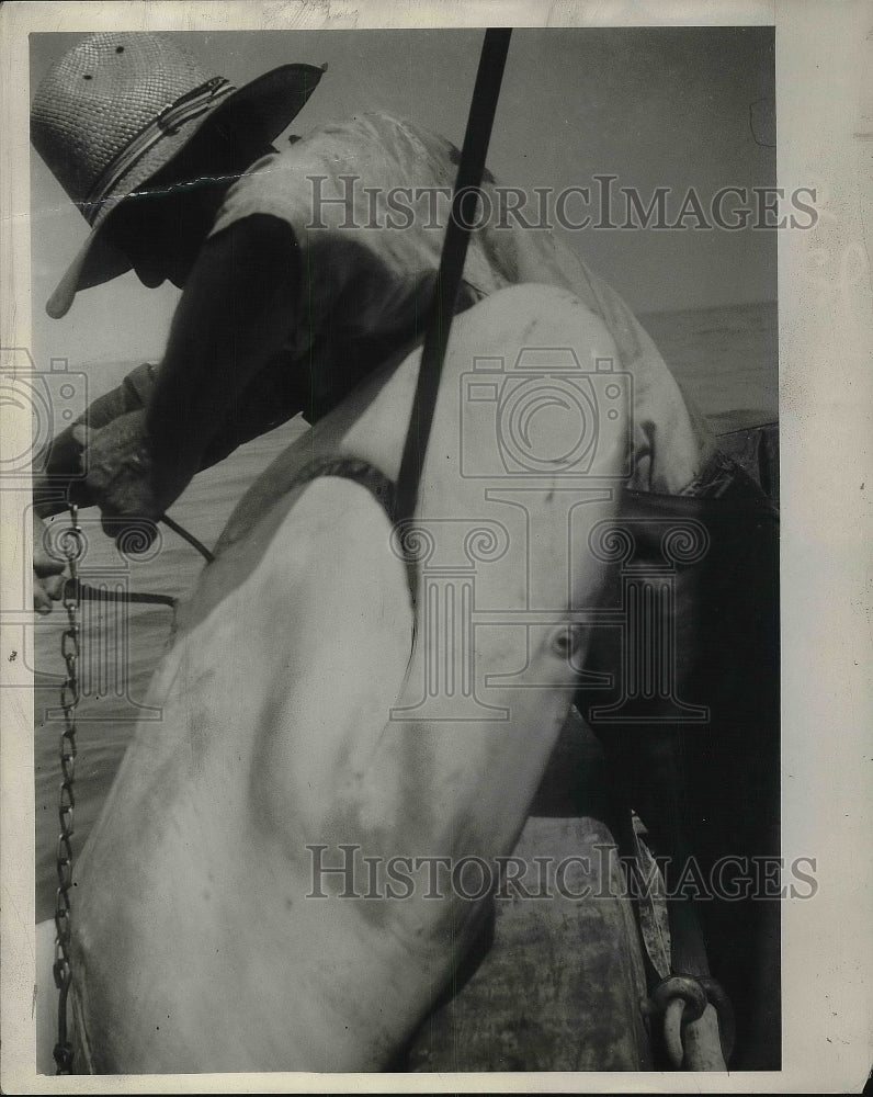 1941 Veteran Shark Fisherman Cuts Hook From Mouth Of Shark On Boat -  Historic Images