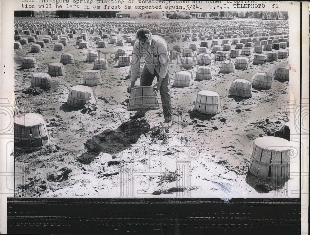 1961 Jay Morse Checks 1,000 Baskets Over Crop at South Windsor Farm - Historic Images