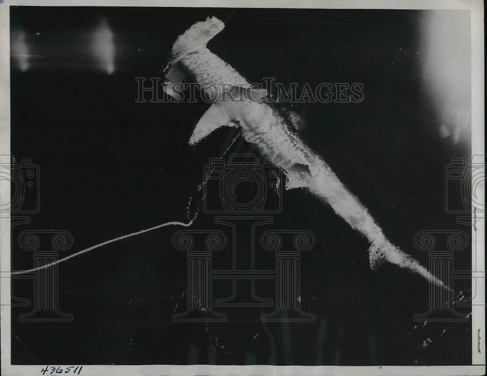 1938 12 Foot Hammerhead Shark West Palm Beach Florida  - Historic Images