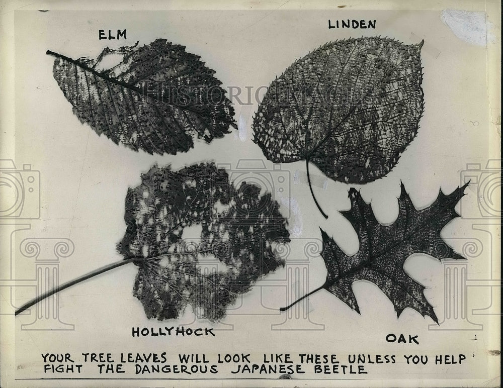 1941 Press Photo Sample of Tree Leaves Attacked by Japanese Beetle - Historic Images