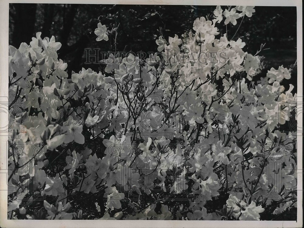 1959 Royal Azalea shrubs at Lake View Cemetery in Ohio  - Historic Images