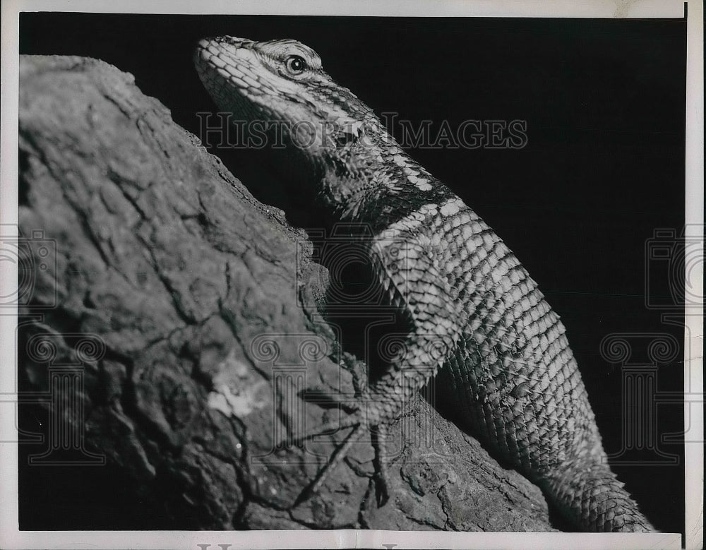 1952 Press Photo A Yarrow&#39;s Spiny Lizard at the Museum of National History in NY - Historic Images