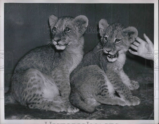 1953 Fritzi and Gora, Four - Historic Images