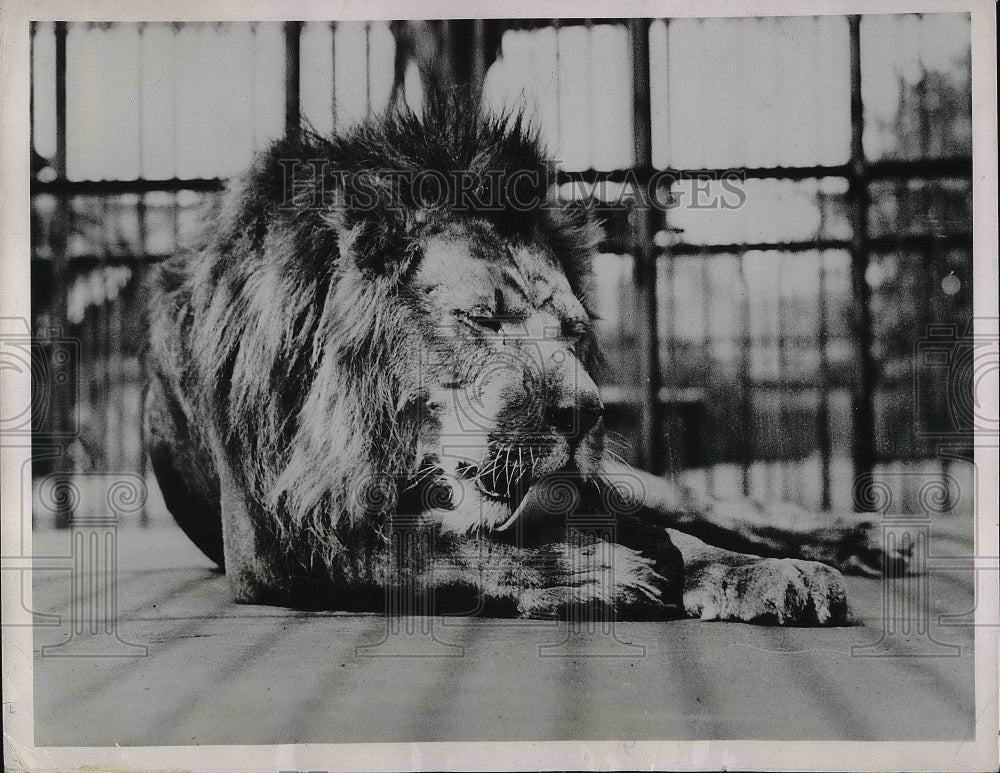 1936 Press Photo Jock, Father of Two New Lion Cubs at London Zoo - nea85596-Historic Images