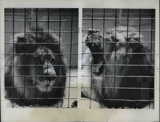 1962 Press Photo Two Faces of the Lion at the Bronx Zoo - nea85598-Historic Images