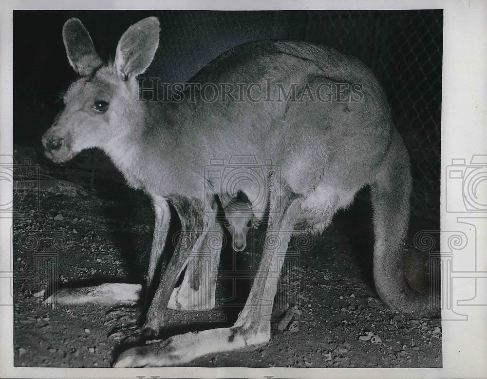 1958 Momma Kangaroo &amp; Baby Peeking out of Pouch at Washington Zo0 - Historic Images