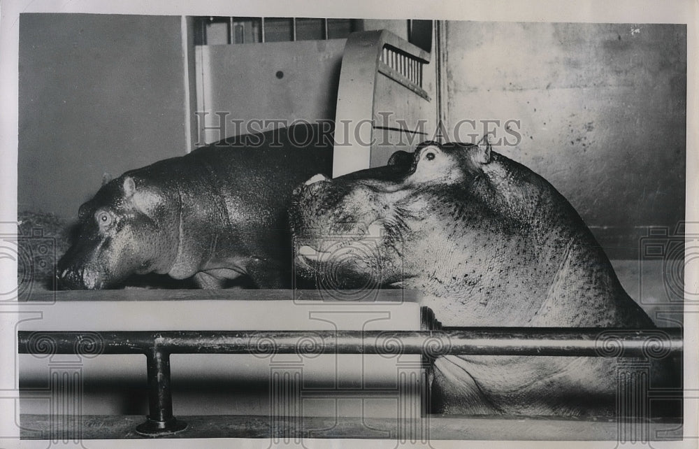 1950 Press Photo Jimmie and Submarie Hippos at Philadelphia Zoo - nea85605-Historic Images