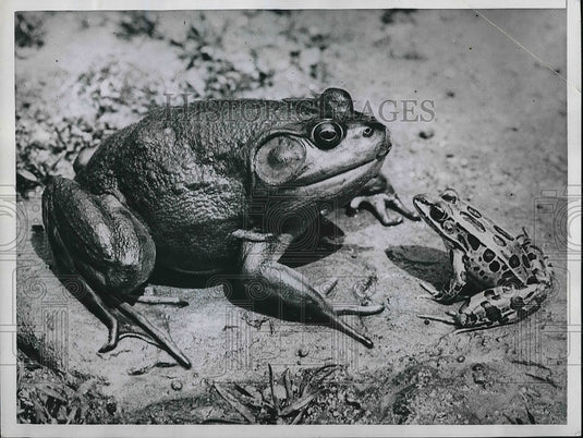 1960 Fancy - Historic Images