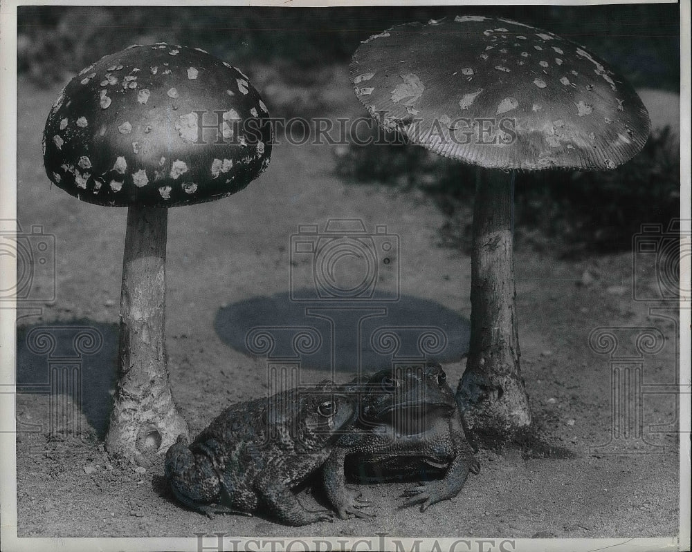 1958 Pair of Toads by Toadstools  - Historic Images
