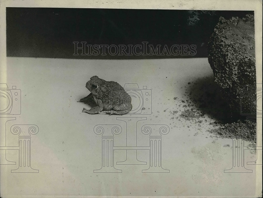 1928 &quot;Pleisty&quot;, The Toad  - Historic Images