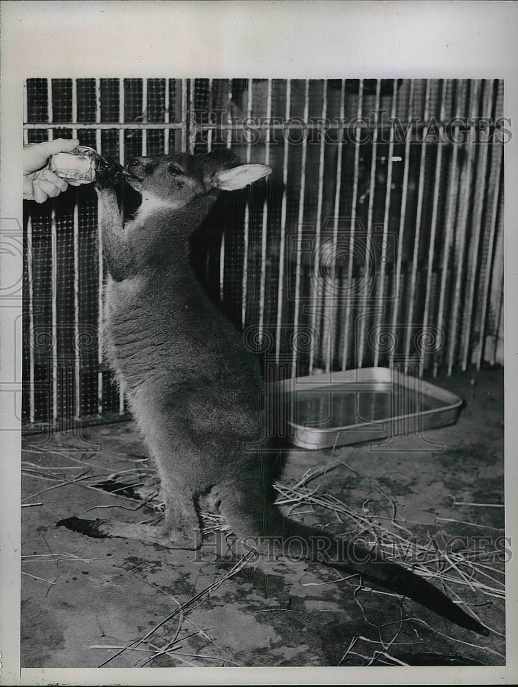 1946 Press Photo Dan a baby kangaroo at Central park zoo - nea85891-Historic Images