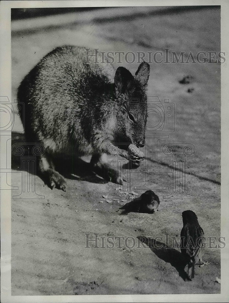 1934 A wallaby at the London Zoo  - Historic Images