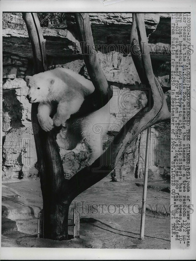1962 Bill the siberian polar bear at St Louis Zoo  - Historic Images