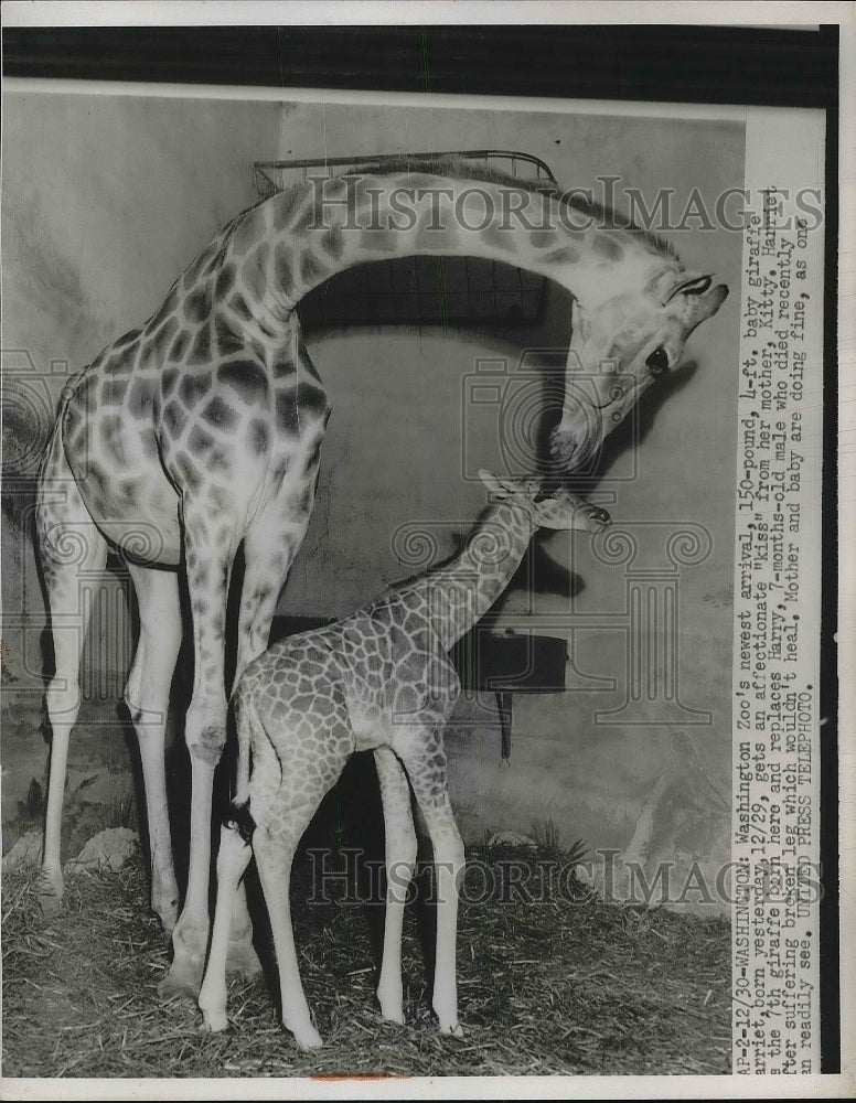 1952 Press Photo A mother and a baby giraffe at Washington Zoo - nea85906-Historic Images