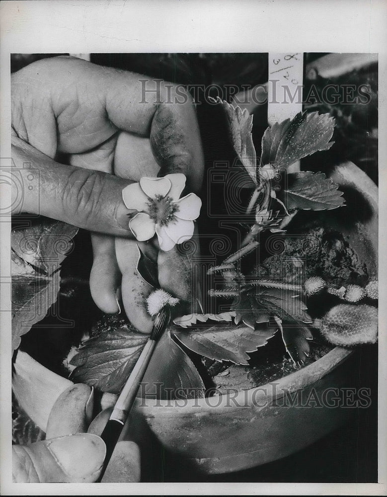 1949 Person collecting pollen from a flower  - Historic Images