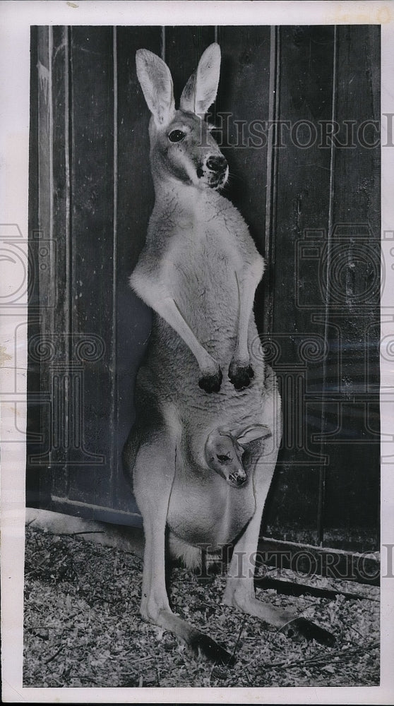 1953 Baby Peers Out of Mother Kangaroo Pouch, St. Louis Forest Park - Historic Images