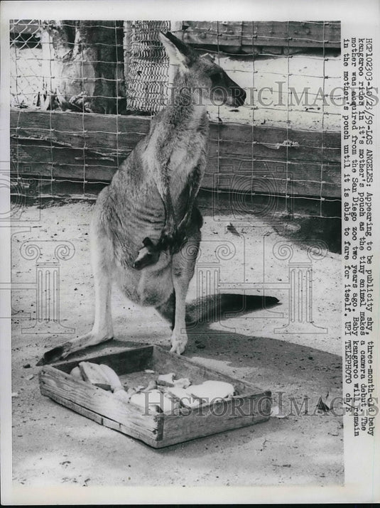 1959 Press Photo Three-Mont-Old Baby Kangaroo Rides in Mother's Pouch-Historic Images