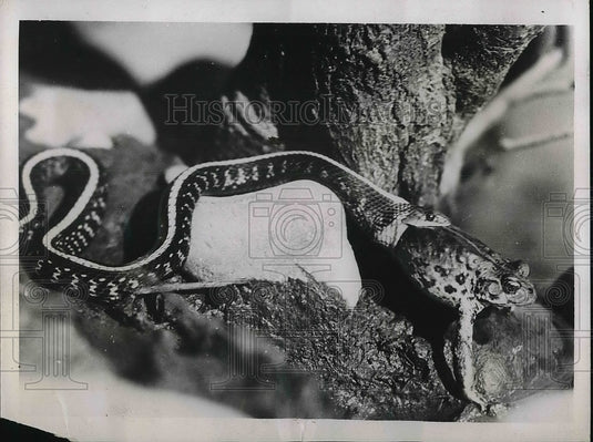 1937 Press Photo A Garter snake eating a frog - nea85996 - Historic Images