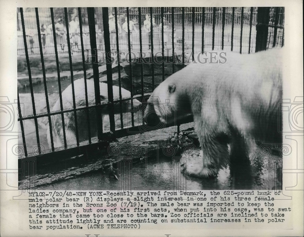 1948 Polar bears at the Bronz Zoo in New York  - Historic Images