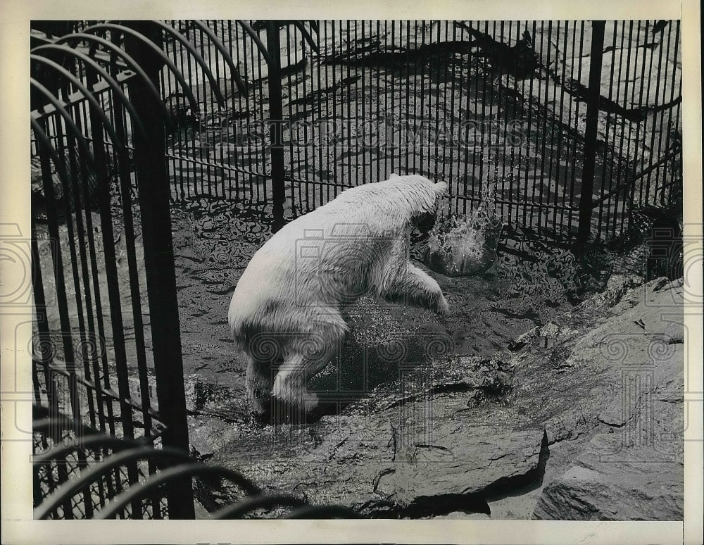 1943 Polar bear at the Central Park Zoo  - Historic Images