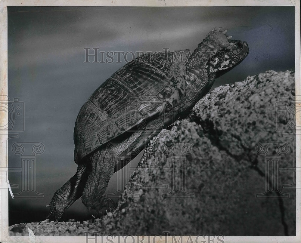 1960 Press Photo Turtle climbing up a rock - nea86026 - Historic Images