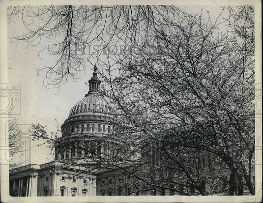 1936 Press Photo Japanese Cherry Trees Beginning to Bloom on Capitol Grounds - Historic Images