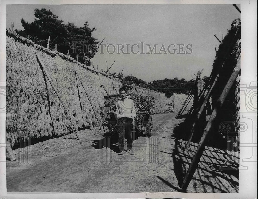 1948 Press Photo Japanese Farmer bring oxcart load of rice to drying racks. - Historic Images