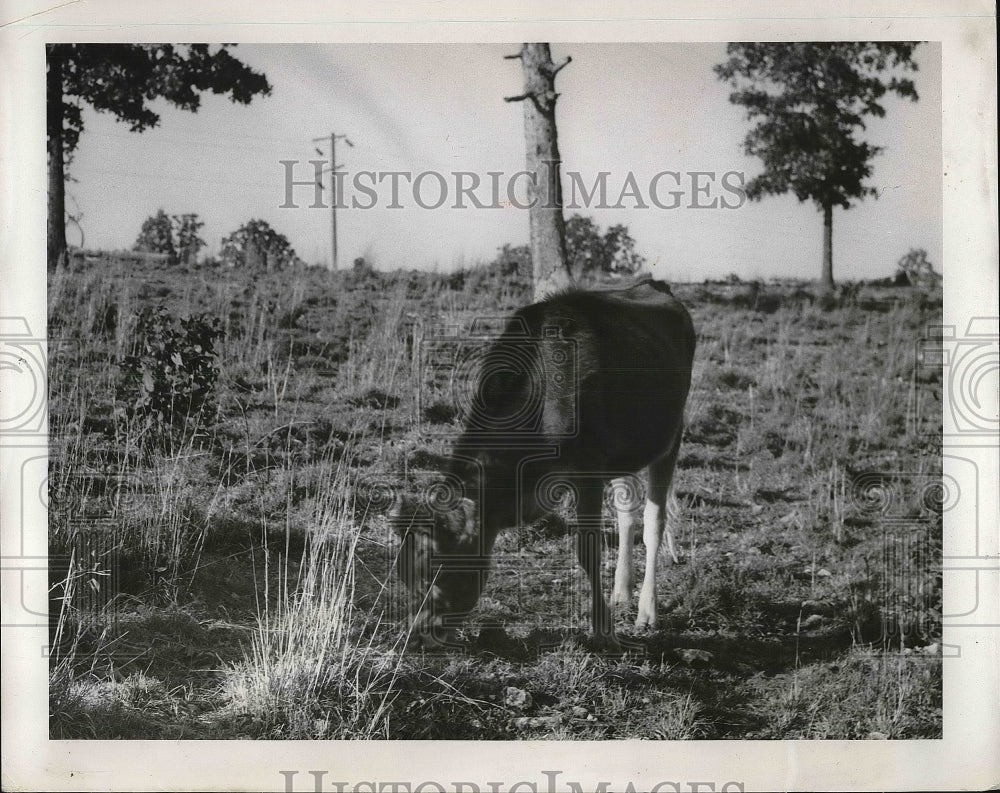 1953 Cow on a farm along Highway 66, Lebanon, MO  - Historic Images