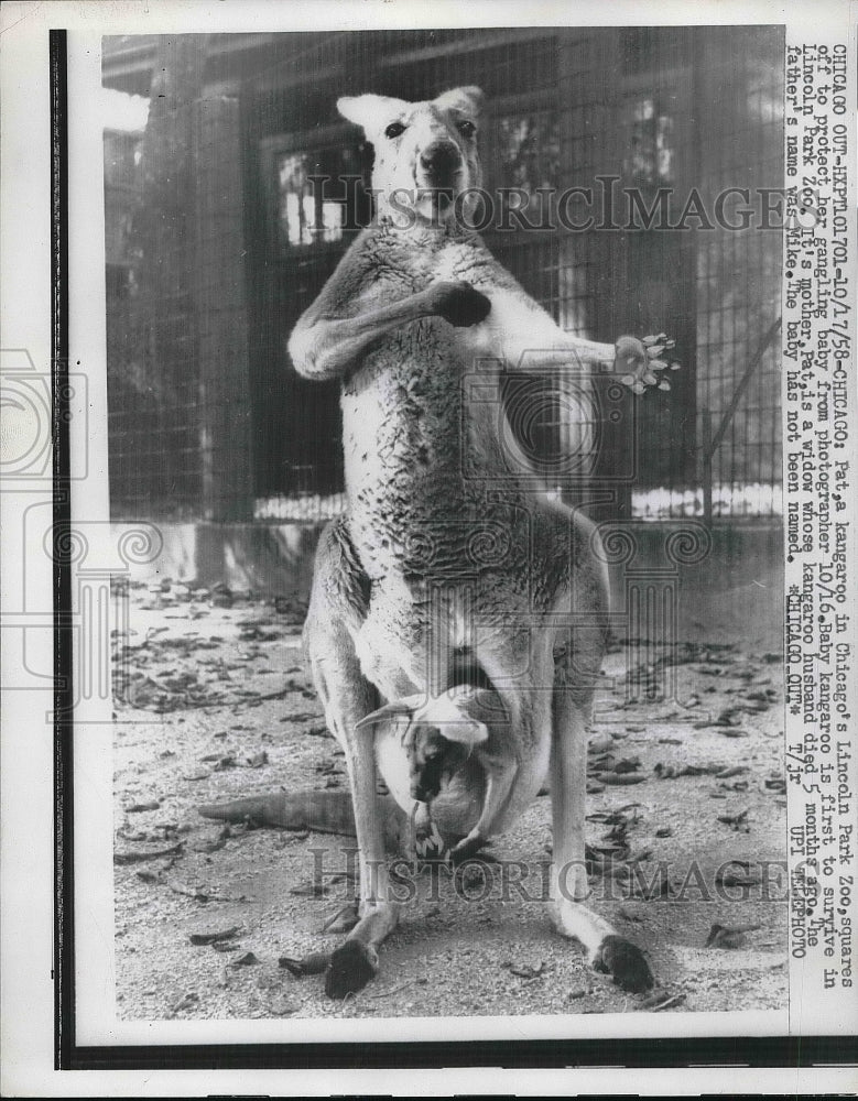 1958 Press Photo Pat A Kangaroo At Chicago's Lincoln Park Zoo Squares Off-Historic Images