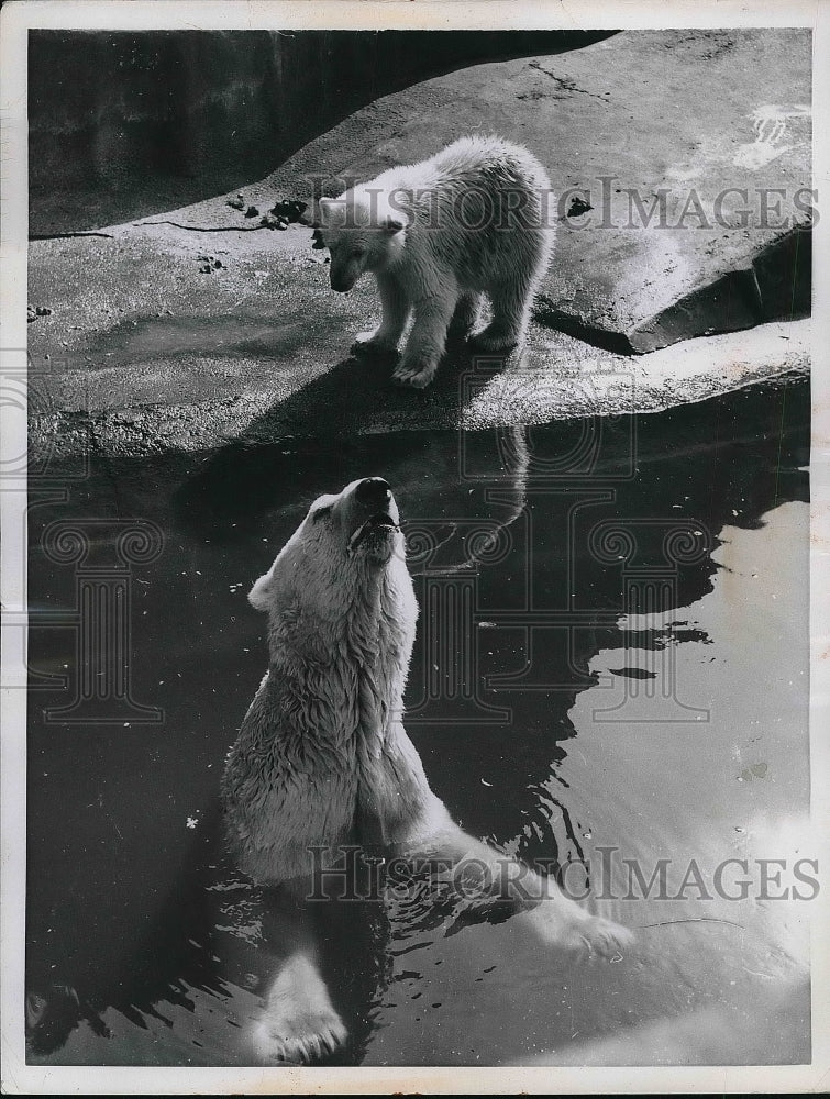 1956 Mother Bear And Cub Play In Water At Vincennes Zoo In Paris - Historic Images
