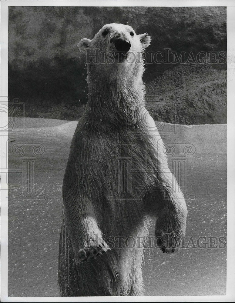 1970 Polar Bear Poses For Picture At Los Angeles Zoo  - Historic Images
