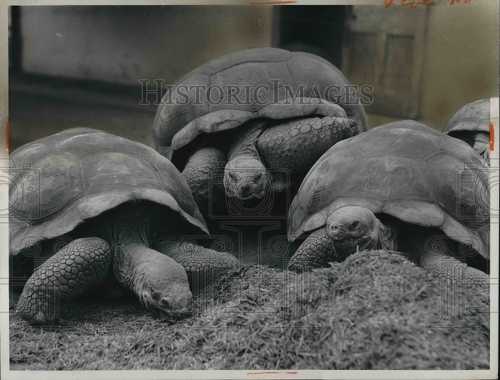 1960 Tortoises at London Zoo  - Historic Images