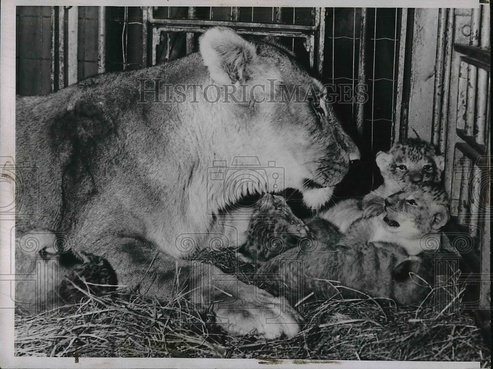 1937 Press Photo Lioness at St. Louis Zoo Names Dionne Has Quintuplets-Historic Images
