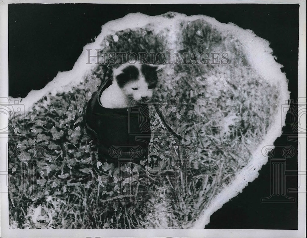 1959 Kitten in a show arson  - Historic Images