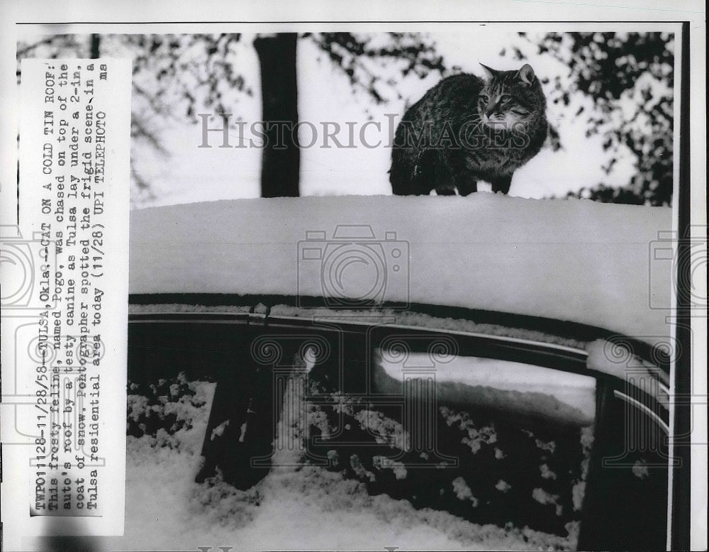 1956 Cat on Cold Tin Roof Tulsa Oklahoma  - Historic Images