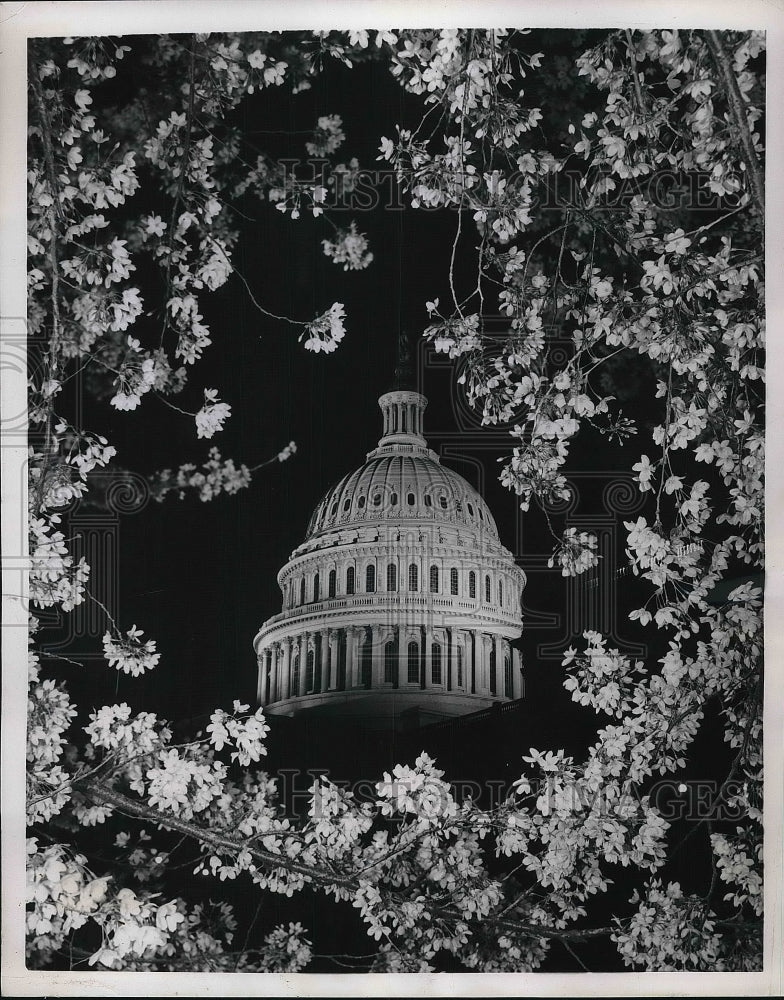 1951 Cherry blossoms outside of the capitol building  - Historic Images