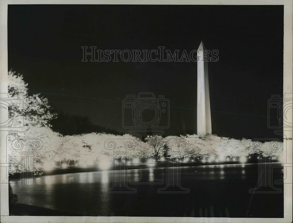 1934 Cherry trees in bloom at the Washington Momument at night - Historic Images