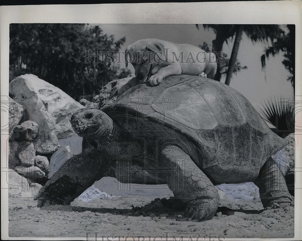 1962 Silver Springs FL Reptile Institute "Jo Jo" hitches ride - Historic Images