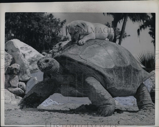 1962 Silver Springs FL Reptile Institute "Jo Jo" hitches ride - Historic Images