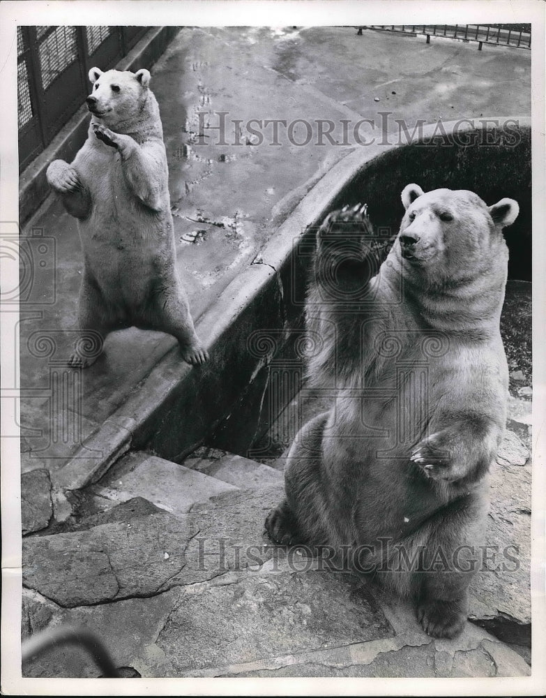 1952 Press Photo Hybrid bears at D.C.'s National Zoological Park wave for food - Historic Images